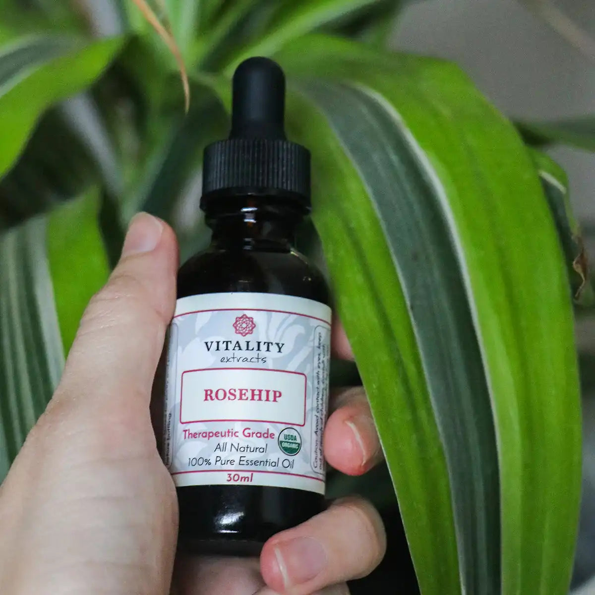 Rosehip Oil (Organic)
